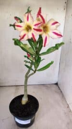 Planta Simples 2691 – 30cm – 02 anos - Imagem 2