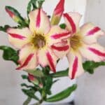 Planta Simples 2691 – 30cm – 02 anos