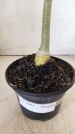 Planta Simples 2691 – 30cm – 02 anos - Imagem 7