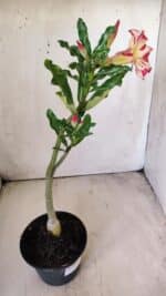 Planta Simples 2691 – 30cm – 02 anos - Imagem 6