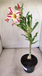 Planta Simples 2691 – 30cm – 02 anos - Imagem 5