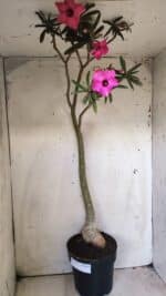 Planta Simples 2692 – 60cm – 04 anos - Imagem 2