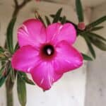 Planta Simples 2692 – 60cm – 04 anos