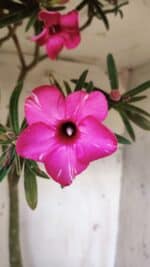 Planta Simples 2692 – 60cm – 04 anos