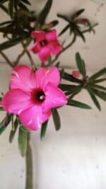 Planta Simples 2692 – 60cm – 04 anos - Imagem 4