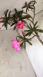 Planta Simples 2692 – 60cm – 04 anos - Imagem 5