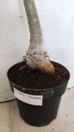 Planta Simples 2692 – 60cm – 04 anos - Imagem 8