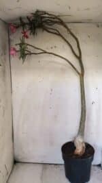 Planta Simples 2692 – 60cm – 04 anos - Imagem 7