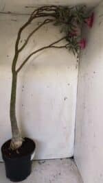 Planta Simples 2692 – 60cm – 04 anos - Imagem 6