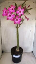 Planta Simples 2693 – 45cm – 03 anos - Imagem 2