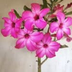 Planta Simples 2693 – 45cm – 03 anos