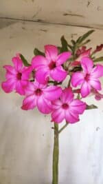 Planta Simples 2693 – 45cm – 03 anos