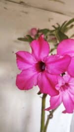 Planta Simples 2693 – 45cm – 03 anos - Imagem 4