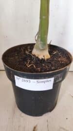 Planta Simples 2693 – 45cm – 03 anos - Imagem 8
