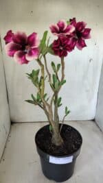 Planta Simples 2694 – 45cm – 03 anos - Imagem 2