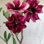 Planta Simples 2694 – 45cm – 03 anos