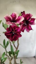 Planta Simples 2694 – 45cm – 03 anos