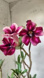 Planta Simples 2694 – 45cm – 03 anos - Imagem 4