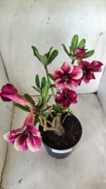 Planta Simples 2694 – 45cm – 03 anos - Imagem 5