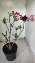 Planta Simples 2694 – 45cm – 03 anos - Imagem 7