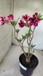 Planta Simples 2694 – 45cm – 03 anos - Imagem 6