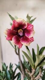 Planta Simples 2695 – 30cm – 02 anos