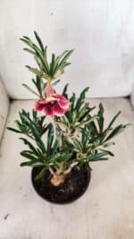 Planta Simples 2695 – 30cm – 02 anos - Imagem 4