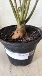 Planta Simples 2695 – 30cm – 02 anos - Imagem 5