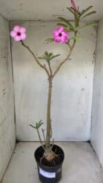 Planta Simples 2696 – 45cm – 03 anos - Imagem 2