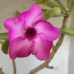 Planta Simples 2696 – 45cm – 03 anos