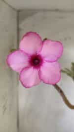 Planta Simples 2696 – 45cm – 03 anos - Imagem 4