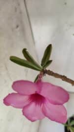 Planta Simples 2696 – 45cm – 03 anos - Imagem 6