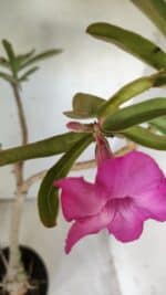 Planta Simples 2696 – 45cm – 03 anos - Imagem 5