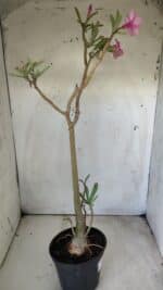 Planta Simples 2696 – 45cm – 03 anos - Imagem 8