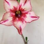 Planta Simples 2697 – 30cm – 02 anos