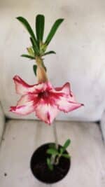 Planta Simples 2697 – 30cm – 02 anos - Imagem 4