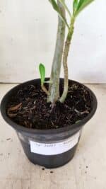 Planta Simples 2697 – 30cm – 02 anos - Imagem 6