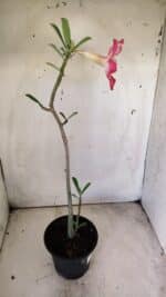 Planta Simples 2697 – 30cm – 02 anos - Imagem 5