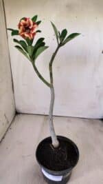 Planta Simples 2698 – 30cm – 02 anos - Imagem 2