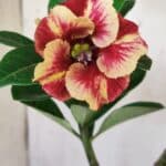 Planta Simples 2698 – 30cm – 02 anos