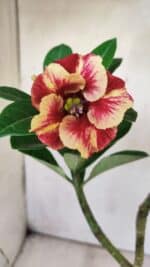 Planta Simples 2698 – 30cm – 02 anos