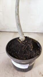 Planta Simples 2698 – 30cm – 02 anos - Imagem 7