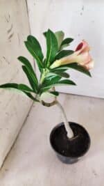 Planta Simples 2698 – 30cm – 02 anos - Imagem 6