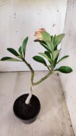 Planta Simples 2698 – 30cm – 02 anos - Imagem 5