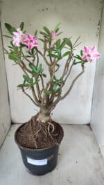 Planta Simples 2699 – 45cm – 05 anos