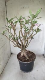 Planta Simples 2699 – 45cm – 05 anos - Imagem 8