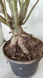 Planta Simples 2699 – 45cm – 05 anos - Imagem 7