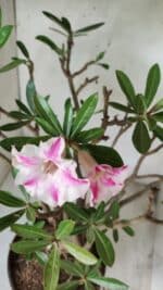 Planta Simples 2699 – 45cm – 05 anos - Imagem 6