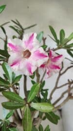 Planta Simples 2699 – 45cm – 05 anos - Imagem 5