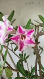 Planta Simples 2699 – 45cm – 05 anos - Imagem 15